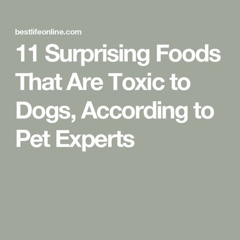 11 Surprising Foods That Are Toxic to Dogs, According to Pet Experts Toxic Foods For Dogs, Toxic To Dogs, Veterinary Surgeon, Natural Pet Food, Increase Heart Rate, Toxic Foods, Mother Milk, Low Blood Sugar, Pet Advice