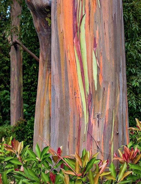 🌈Eucalyptus rainbow tree Rainbow Eucalyptus Tree, Rainbow Eucalyptus, Bristlecone Pine, Eucalyptus Trees, Rainbow Tree, Eucalyptus Tree, White Mountains, Casual Style Outfits, Style Outfits