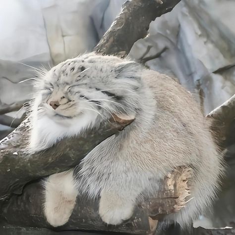 Pallas Cat, A Cat