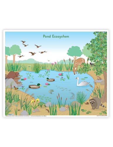 Starfall Education Free Resources Pond Ecosystem Project, Ecosystem Poster, Pond Ecosystem, Pond Drawing, Ecosystems Projects, Reading Night, Free Teacher Resources, Reading Phonics, Kindergarten Language Arts