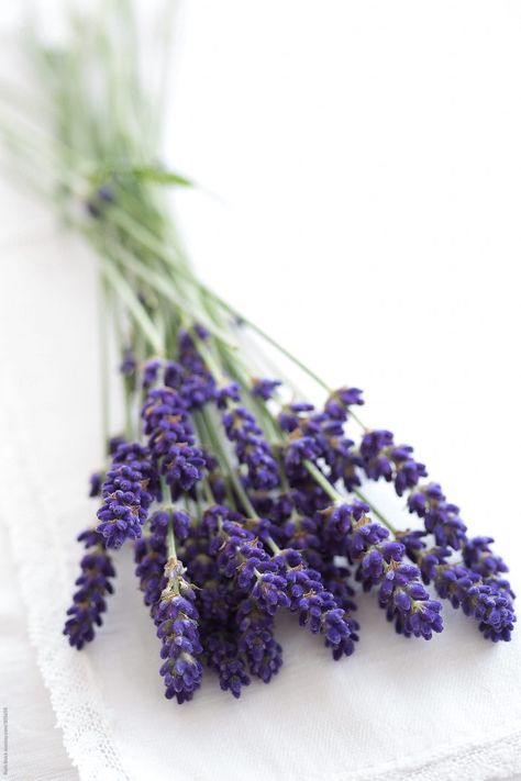 Lavender Sprigs, Lavender Cottage, Wedding Party Flowers, Fresh Lavender, Lovely Lavender, Air B And B, Beautiful Flower Arrangements, Lavender Blue, Black Flowers