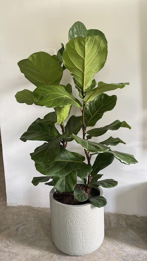 Fiddle Leave Fig Tree, Fiddle Leaf Aesthetic, Figgle Leaf Fig, Fiddle Leaf Tree Aesthetic, Fig Plant Indoor, Fig Leaf Plant, Indoor Fig Trees, Fig Plants, Fiddle Leaf Plant