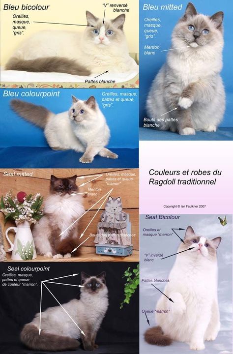 Illustration des couleurs et robes du Ragdoll traditionnel Ragdoll Cat Breed, Dream's Cat, Ragdoll Cats, Cat Quotes Funny, Ragdoll Kitten, Gorgeous Cats, Puppies And Kitties, Cat People, Ragdoll Cat