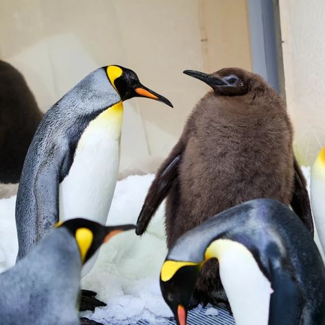 Giant Baby Penguin Named Pesto Goes Viral Penguin Names, King Penguin, Animal Antics, Kinds Of Birds, Baby Penguins, How Big Is Baby, Cute Penguins, Book Of Life, Cutie Patootie