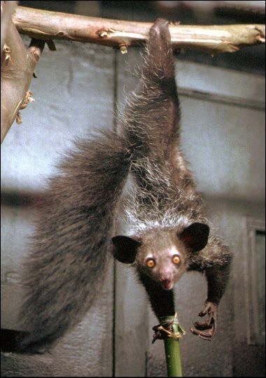 aye-aye Wild Animals Photography, Aye Aye, Unusual Animals, Rare Animals, Favorite Animals, Monkey Business, Endangered Animals, Animal Pics, Weird Animals