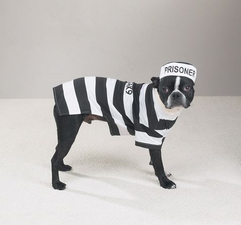 Prison Pooch Dog Costume -- See this great product. (This is an affiliate link) #Dogcostumes Prison Costume, Boston Terrier Costume, Dogs Dress, Costume For Dogs, English Terrier, Prisoner Costume, Boston Terrier Funny, Boston Terrier Love, Terrier Breeds