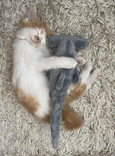 Cat And Shark Matching Pfp, Cats And Sharks, Cat Hugging Plushie, Cats With Plushies, Hug Plushie Reference, Hugging Plushie Reference, Hugging Plushie Pose, Hugging Plushie, Shark Couple