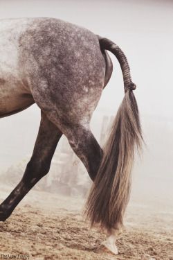 . Horse Braids, Horse Lifestyle, Horse Braiding, Horse Mane, Horse Inspiration, Horse Tail, Tail Hair, Blowing Rock, Horse Dressage