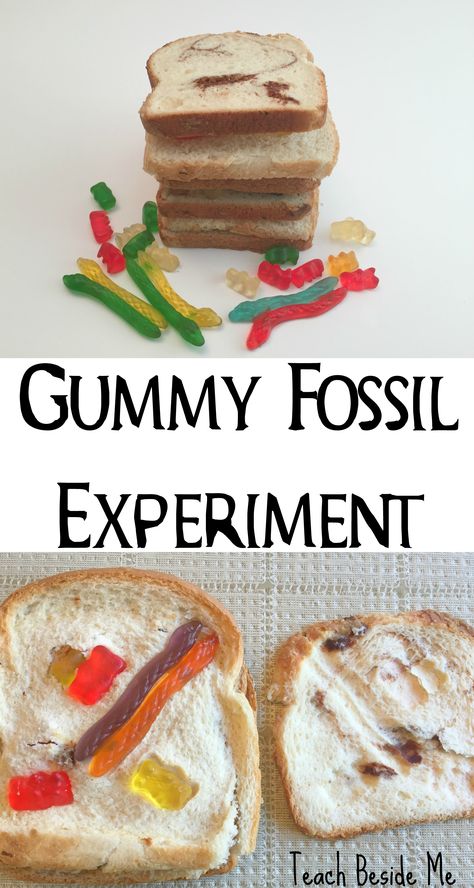 Try this fossil experiment made with bread and gummy worms!  teaches about sedimentary rocks, too! Great for geology and dinosaur units.  via @karyntripp Fossil Experiment, Fossils Activities, Rock Science, 4th Grade Science, 6th Grade Science, Dinosaur Activities, Earth And Space Science, Gummy Worms, Sedimentary Rocks