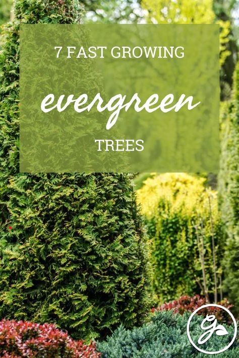 Evergreens contribute year-long interest to the quietest corners, but which make the most impact in the shortest time? Try these fast-growing evergreen trees for quick results. Fast Growing Evergreen Trees, Fast Growing Evergreens, Video Garden, Conifer Trees, Fast Growing Trees, Water Wise, Fun Signs, Sustainable Garden, Ornamental Trees