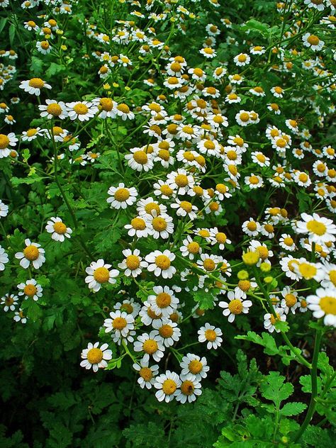 Tanacetum parthenium (Altamiza, Bachelor's Buttons, Feverfew, Maids, Manzanilla, Mid Summer Daisy, Pale Maids, Pellitory, Wild Chamomile) | North Carolina Extension Gardener Plant Toolbox Tanacetum Parthenium, Rock Wall Landscape, White Perennials, Chamomile Plant, Medicine Garden, Sunflower Family, Salvia Officinalis, Planting Pot, Rock Garden Design