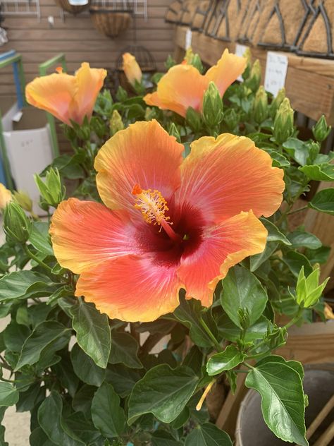 #aesthetic #flowers #hibiscus #hibiscusflower #flowergardening #plants Types Of Hibiscus Flower, Flowers Hibiscus, Hibiscus Plant, Aesthetic Flowers, Painting Inspo, Tropical Landscaping, Hibiscus Flower, Hibiscus Flowers, Landscape Prints