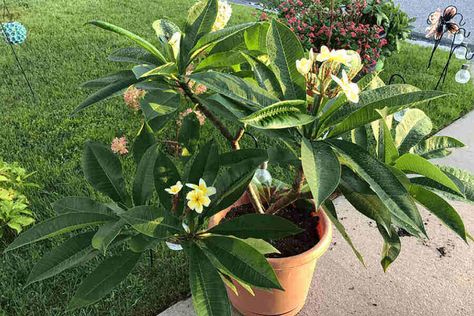 If you let your precious plumeria grow outside without any restrictions, it will reach a height of up to 25 feet when fully grown. The canopy will also have the same width spread. However, keeping Plumeria Indoor, Indoor Plumeria, Plumeria Care, Plumeria Plant, Zone 9b, Plumeria Tree, Potted Plants Patio, Plumeria Flowers, Tree Care