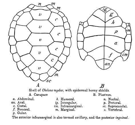 Scalation of carapace and plastron Tortoise Drawing, Sea Turtle Shell, Shell Logo, Turtle Costume, Turtle Shells, Clay Turtle, Shell Drawing, Coconut Shell Crafts, Turtle Costumes