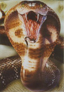 snake-fangs-782663 | Explore sebidakya's photos on Flickr. s ... Beaux Serpents, King Cobra Snake, Macan Tutul, Scary Snakes, Cobra Tattoo, Cobra Art, Desen Realist, Cobra Snake, Snake Venom