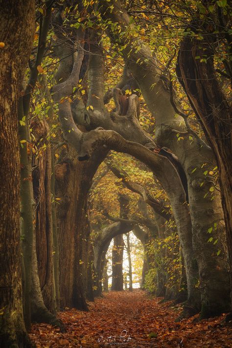 Tree Tunnel, Mystical Forest, Big Tree, Tree Forest, Beautiful Photos Of Nature, Nature Photographs, Nature Photos, Beautiful Photo, The Netherlands