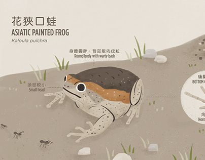 animal | nature | frog | freshwater | wildlife | wild | hong kong | amphibians | animal illustration | infographic Infographic Social Media, Painted Frog, Illustration Infographic, Animal Nature, Print Layout, Newt, Amphibians, Animal Illustration, Animal Drawings