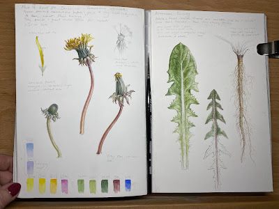 Dianne Sutherland: The Value of a Sketchbook: Botanical and Nature Journal Insights Dandelion Drawing, Botanical Sketchbook, Plant Study, Dandelion Clock, Common Birds, Sketchbook Tour, A Dandelion, Watercolor Palette, Botanical Watercolor