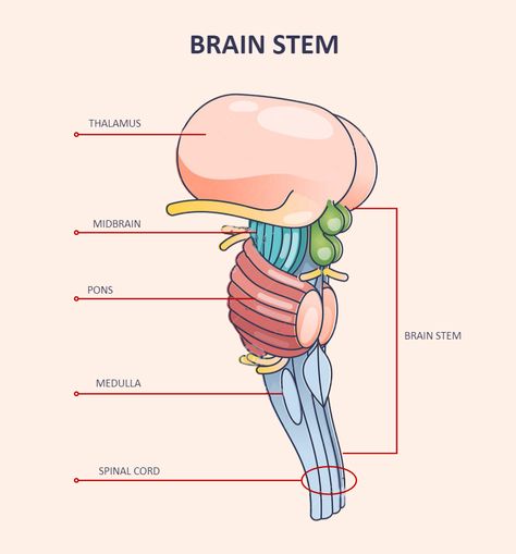 Brainstem Labeled Brain Labeled Diagram, Brain Diagram Aesthetic, Brain Notes Aesthetic, Brain Stem Anatomy, Neuroanatomy Notes, Brainstem Anatomy, Parts Of Brain, Brain Study, Types Of Neurons