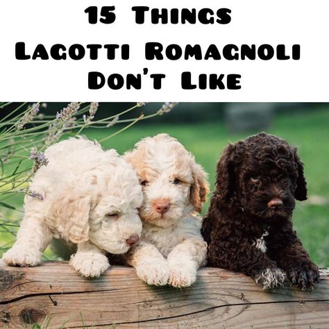 The origin of the Lagotto Romagnolo cannot be established today. Some researchers believe that the ancestor of the breed was a peat dog, others are inclined to the version of an ash log. It is reliably known that the first mention of Lagotto dates back to the 16th century. Lagotto Romagnolo Puppy, Lagotto Romagnolo, Grooming Style, Dogs Breeds, Dog Facts, Dog Show, Goldendoodle, Interesting Facts, Emotional Health