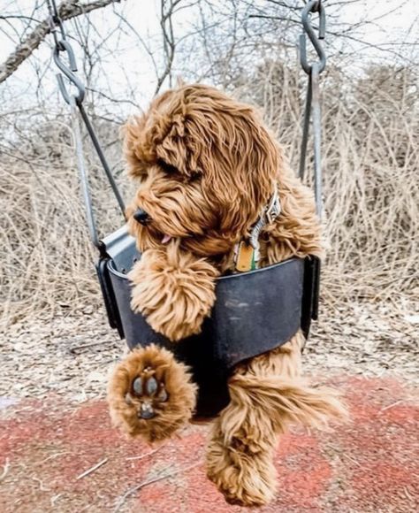 12 Dogs in Swings | Swinging Into The Weekend- DIY Darlin' Goldendoodle Full Grown, Miniature Goldendoodle, Goldendoodle Miniature, Family Friendly Dogs, Mini Goldendoodle Puppies, Dog Pitbull, Cele Mai Drăguțe Animale, Doodle Puppy, Hybrid Dogs