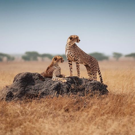 Double trouble on the Serengeti savanna 🐆🌾 Witnessing nature's elegance at its finest. Double Trouble, East Africa, Tanzania, Tao, Plants, Quick Saves, Nature