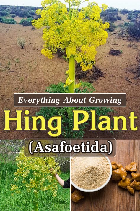 To Looking to add a unique and flavorful spice to your garden? Find out How to Grow Hing, popular as asafoetida, with these simple tips. Asafoetida Plant, Garden Hacks Diy, Spice Garden, Short Plants, Garden Hacks, Herbal Plants, Soil Layers, Sandy Soil, Hardy Perennials