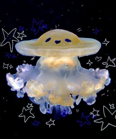 Jellyfish Username Ideas, Aesthetic Sea Creatures, Ocean Animals Aesthetic, Silly Jellyfish, Silly Sea Creatures, Mood Pics Cute, Ocean Life Aesthetic, Jellyfish Core, Sea Life Aesthetic