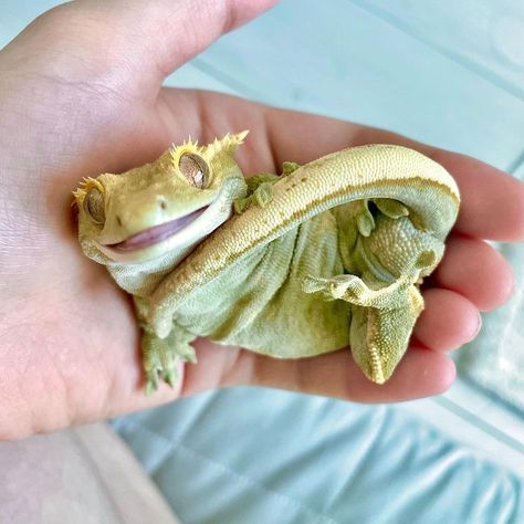 Crested Gecko Habitat, Cute Gecko, Pet Lizards, Cute Lizard, Pretty Snakes, Reptile Room, Cute Reptiles, Crested Gecko, Lovely Creatures