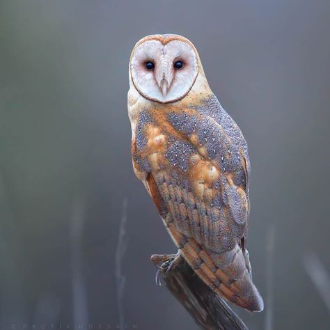 Award-Winning Photographer Protik Hossain Captures Enchanting Owl Photos Amidst Forests Beautiful Dogs Photos, Owl Species, Photography Inspiration Nature, Owl Photography, Daily Love, Owl Photos, Photographers Gallery, Bear Photos, Owl Pictures