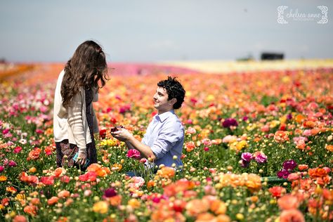 Suprise Proposal Photography | Carlsbad Flower Fields Field Proposal, Suprise Proposal, Engagement Ring Photography, Wildflower Wedding Theme, Carlsbad Flower Fields, Field Engagement Photos, Wildflower Wedding Bouquet, Field Wedding, Spring Engagement Photos