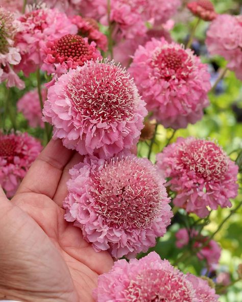 Scabiosa Atropurpurea, Scabiosa Flower, Cut Flower Garden, Flower Arranging, Flower Farm, My Garden, Cut Flowers, Cottage Garden, Be Perfect