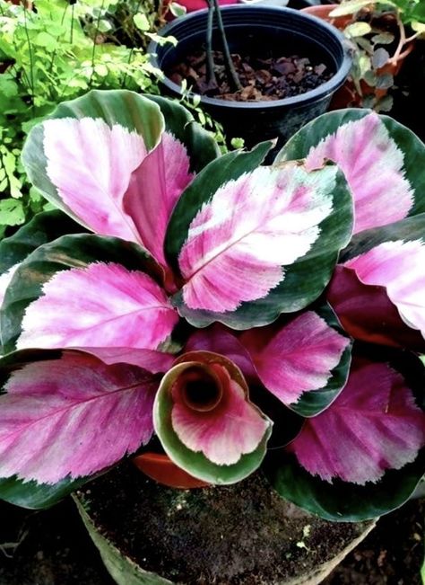 Plant Pot Ideas, Calathea Roseopicta, Anthurium Flower, Plant Wishlist, Calathea Plant, Plant Indoor, Plant Nutrients, Pot Ideas, Hawaii Life