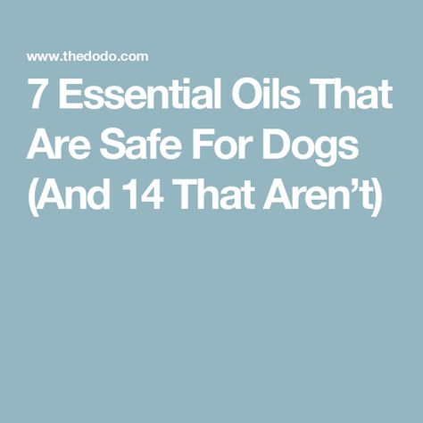 Dog Safe Essential Oils, Essential Ouls, Dog Grooming Diy, Essential Oils Dogs, Esential Oils, Liver Issues, Are Essential Oils Safe, List Of Essential Oils, Skin Bumps