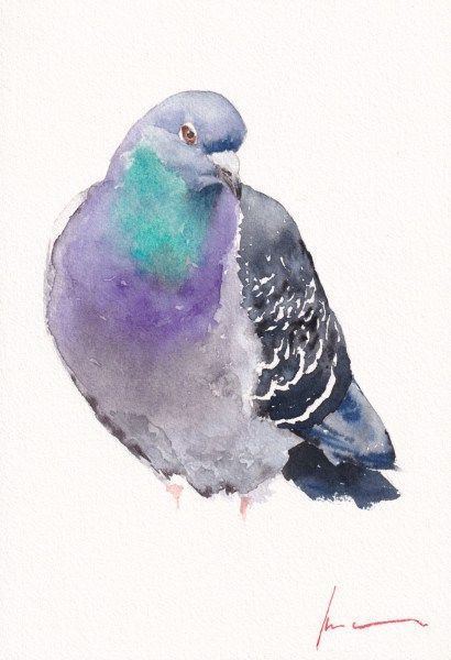 Rock Pigeon Rock Pigeon, Bird Watercolor Art, Kunst Inspo, Bird Watercolor Paintings, Artist Materials, Watercolor Painting Techniques, Animal Sketches, Bird Drawings, Watercolor Bird