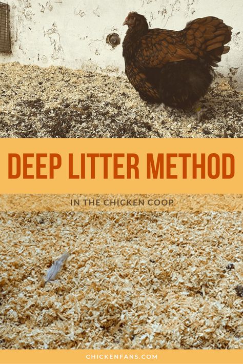 Deep Litter Method, Chicken Coop Bedding, Urban Chicken Coop, Coop Signs, Raising Turkeys, Baby Chicks Raising, Texas Garden, Chicken Poop, Homestead Life