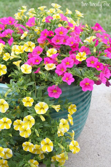 Superbells Flowers, Pink And Yellow Garden, Pool Flowers, Pot Flowers, Yellow Planter, Pictures Flowers, Flowers Pot, Bouquet Tattoo, Flower Pots Outdoor