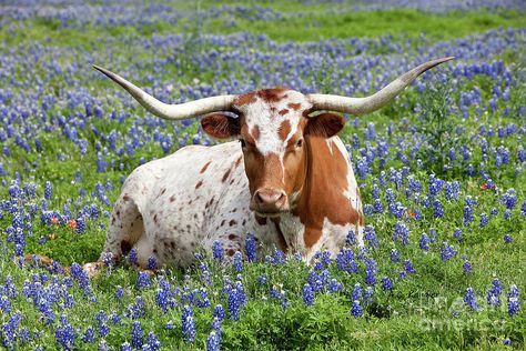 Longhorn Steer Art, Cattle Trough, Texas Long Horn, Texas Painting, Texas Wildlife, Rodeo Art, Texas Animals, Suffolk Sheep, Long Horns