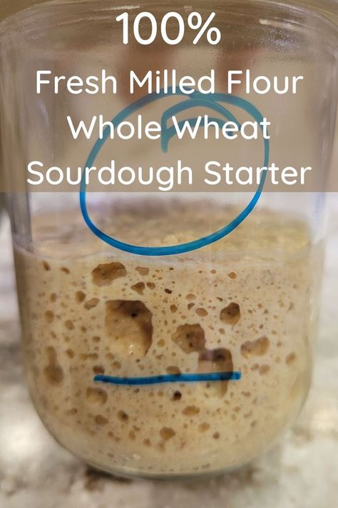 mason jar full of sourdough starter showing it more than doubled in size after a feeding, and a lot of natural yeast air bubbles Whole Wheat Sourdough Starter Recipe, Ancient Grain Bread Recipe, Whole Wheat Sourdough Starter, Feed Sourdough Starter, Wheat Sourdough Starter, Wheat Berry Recipes, Dough Starter Recipe, Fresh Milled Flour, Wheat Flour Recipes