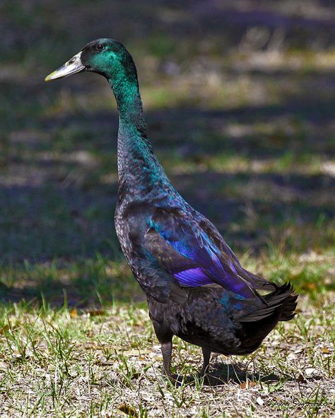 Indian Runner x Mallard Duck.  This looks like our Mi Mi, here in Woodbridge....from 2 years ago....since then she has gained alot of white feathers down her back.  She shares her Queenship with Mo Mo's other lady, Big Bertha.  Those ducks rule the pond. Duck Houses, Backyard Ducks, Duck Breeds, Runner Ducks, Duck And Ducklings, Pet Ducks, Duck House, Big Bertha, Duck Art