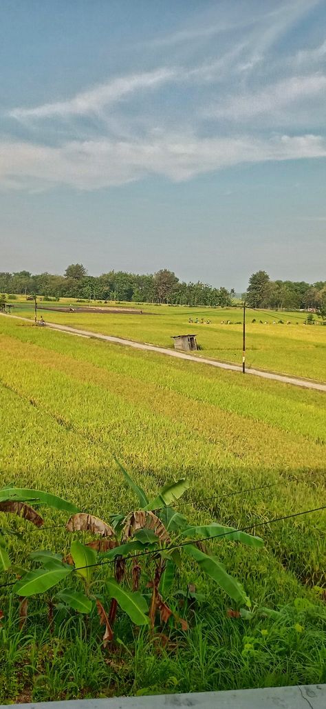 Pap foto pemandangan sawah, pemandangan pedesaan, suasana desa, foto keindahan alam, lahan pertanian, panen padi, beras, terasering Sawah Padi, Lahan Pertanian, Morning Wish, Beautiful Fantasy Art, Fantasy Art, Paradise, Quick Saves, Art