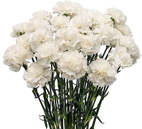 White Carnation Bouquet, Alstroemeria Bouquet, White Carnations, Carnation Bouquet, White Carnation, Dusty Rose Wedding, Dendrobium Orchids, Types Of Roses, Fresh Flower Delivery