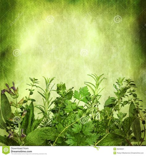 Photo about Herbal background, with grunge effects. Lots of copy space. Includes sage, mint, spearmint, rosemary, coriander, parsley, oregano and thyme. Image of coriander, parchment, horizontal - 35236601 Spices Wallpaper, Herbal Background, Herbs Wallpaper, Classroom Newsletter Template, Wallpaper Cartoon, Desktop Images, Music Tattoo Designs, Lottery Ticket, Fb Cover Photos