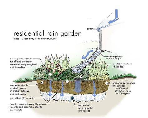 Rain Garden - Section View Rain Garden Design, Rain Harvesting, Water From Air, Rainwater Harvesting, Dry Creek, Rain Barrel, Rain Water Collection, Rain Garden, Gardening Advice