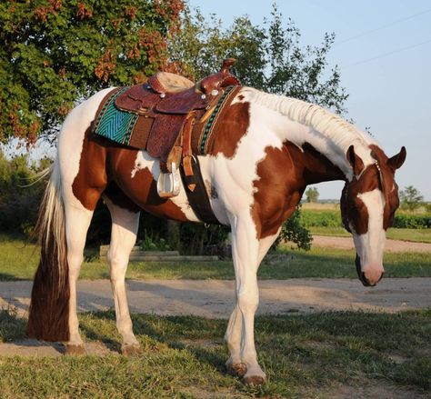 Chestnut Paint Horse Stallion Chestnut Paint Horse, Aqha Horses, Western Pleasure Horses, American Paint Horse, Pinto Horse, Barrel Racing Horses, Show Horse, Paint Horse, American Paint