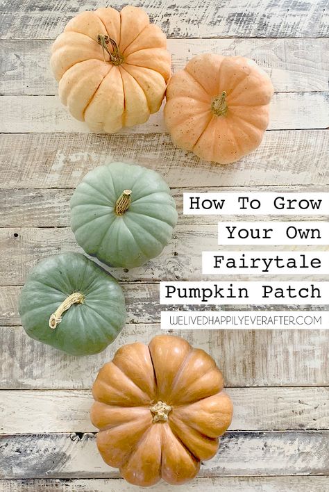 Fairytale Pumpkins, Diy Pumpkin Patch, When To Plant Pumpkins, Pumpkin Plant, Squash Flowers, Pumpkin Patch Kids, Pumpkin Patch Birthday, Pumpkin Varieties, Best Pumpkin Patches