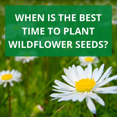 Planting Wildflower Seeds In Fall, Planting Wild Flowers Seeds, Planting Wild Flowers Garden Ideas, Wildflower In Pots, Wild Flower Seeds Planting, Wild Flower Planters, Michigan Wildflowers Native Plants, Wildflower Seeds Planting, When To Plant Wildflower Seeds