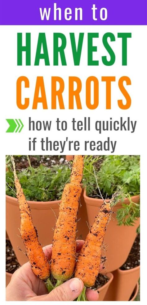 Are you wondering when to harvest your carrots? And how do you tell if carrots are ready to pick, anyway? Discover when to pick your carrots with these tips for how to tell if they're ready, plus ways to store your carrots. Click through for this complete guide to picking carrots today! When To Harvest Carrots, Carrot Harvest, Harvesting Carrots, Carrot Gardening, Growing Carrots, Succession Planting, Root Veggies, Harvest Party, Types Of Vegetables