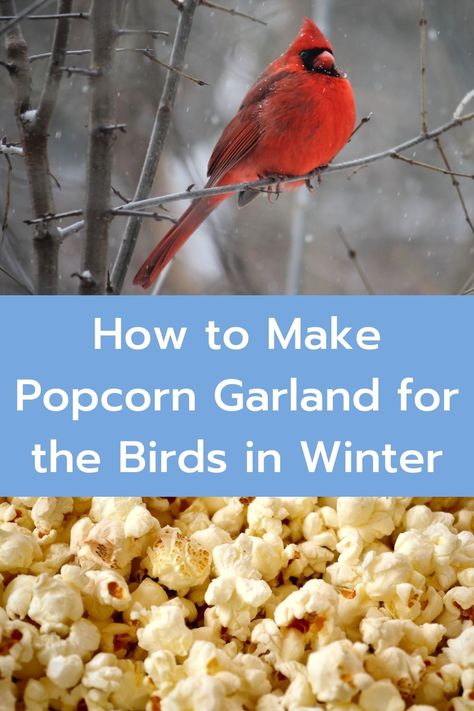 Christmas Bird Food Ideas, Ornaments For Birds To Eat, Pumpkin Bird Feeder For Kids, Home Made Bird Food, Bird Feeder Christmas Tree, Bird Feeder Ornaments Diy, Homemade Suet For Birds, Winter Bird Feeders Diy, Homemade Bird Treats