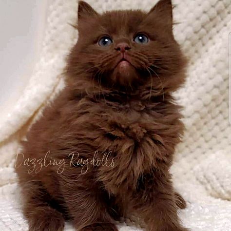 solid chocolate ragdoll Chocolate Ragdoll Cat, Pretty Cats Unique, Brown Ragdoll Cat, Chocolate Brown Cat, Chocolate Ragdoll, Chocolate Cats, Brown Cats, Chocolate Cat, Brown Kitten